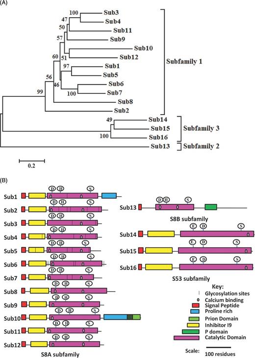 Phylogenetic and domain analysis of secreted subtilases of T. rubrum IGIB-SBL-CI1.